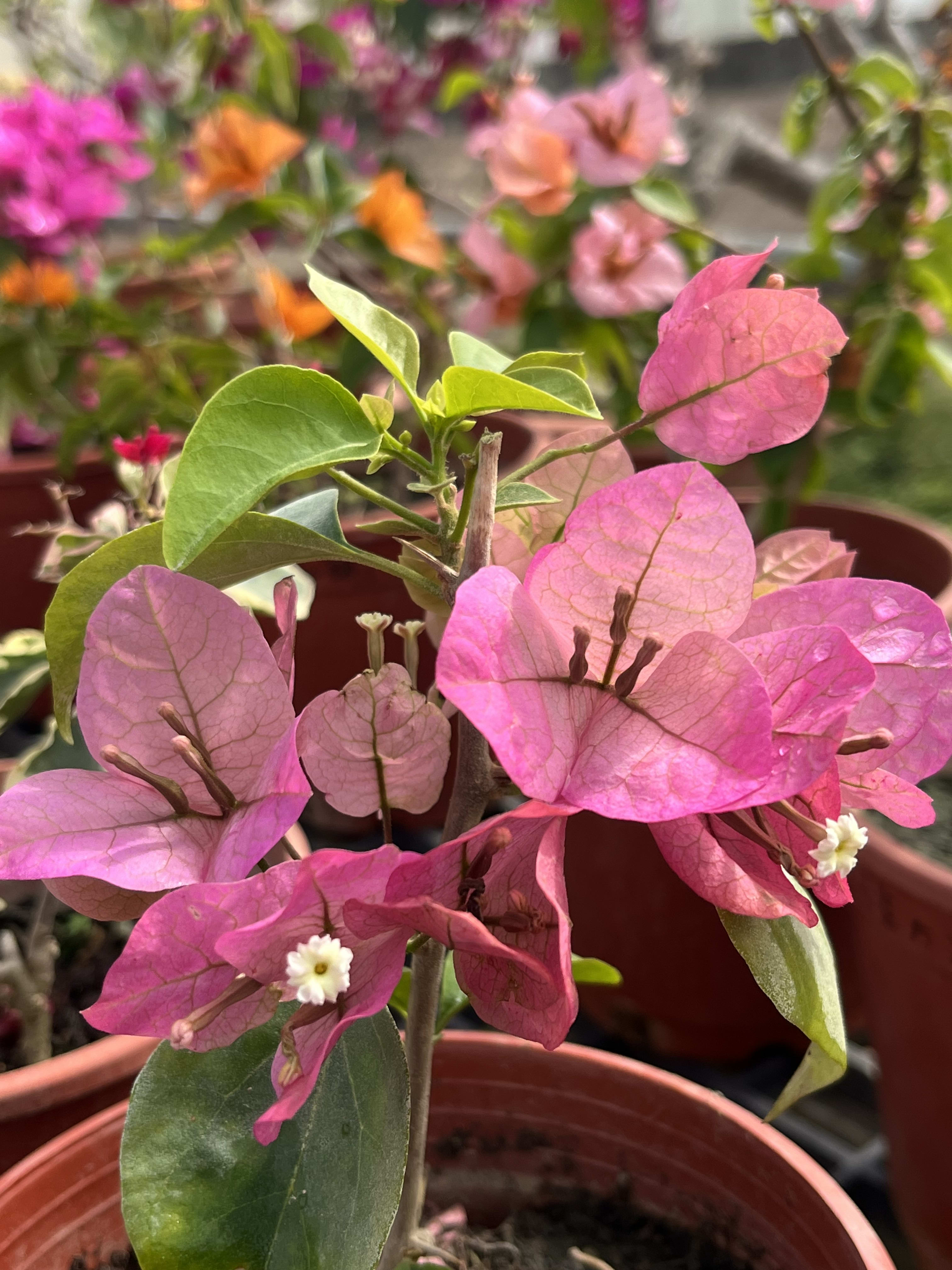 暗斑粉紅儷人 頂上花藝