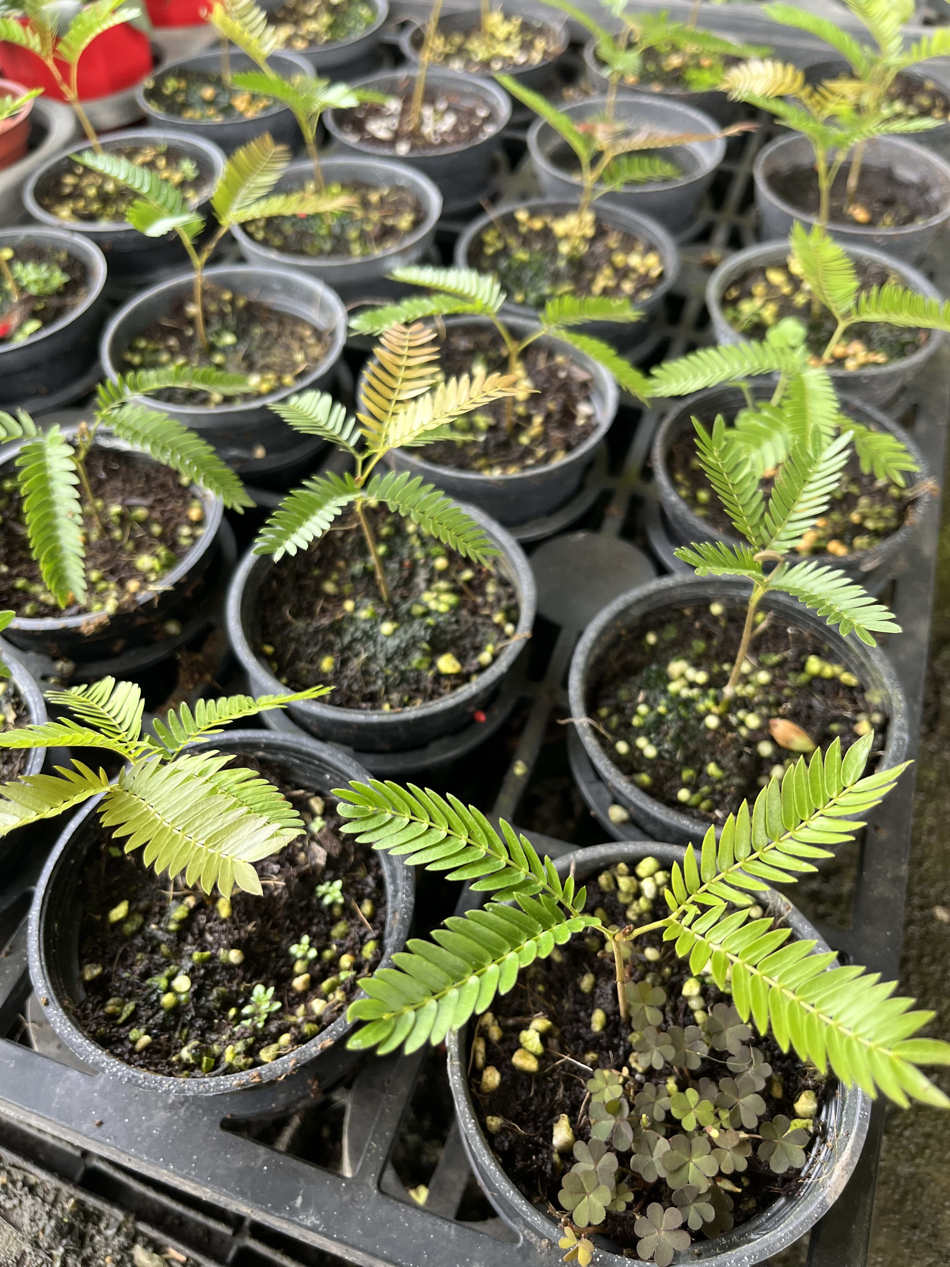 日本小豆樹 頂上花藝