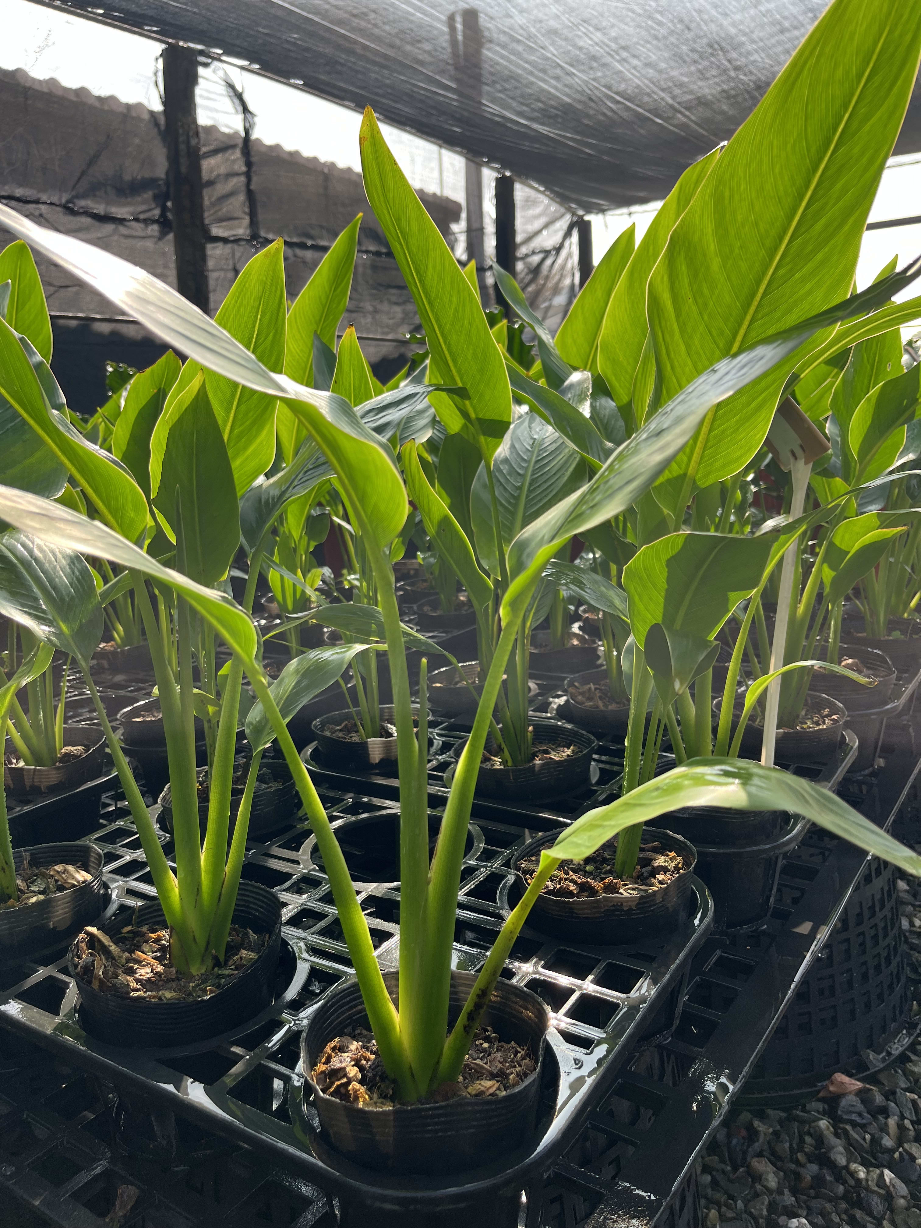 旅人蕉 頂上花藝