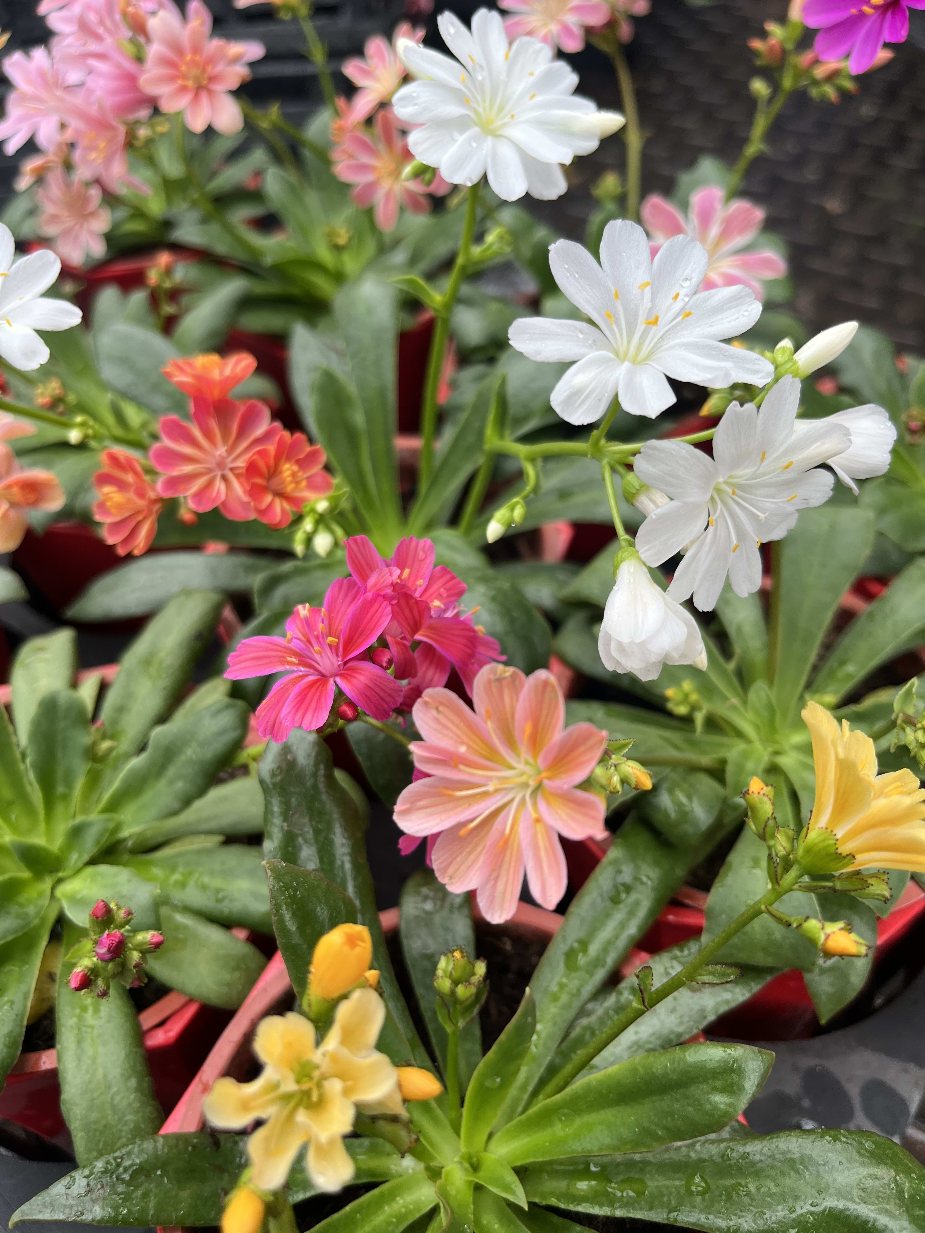 露薇花 頂上花藝