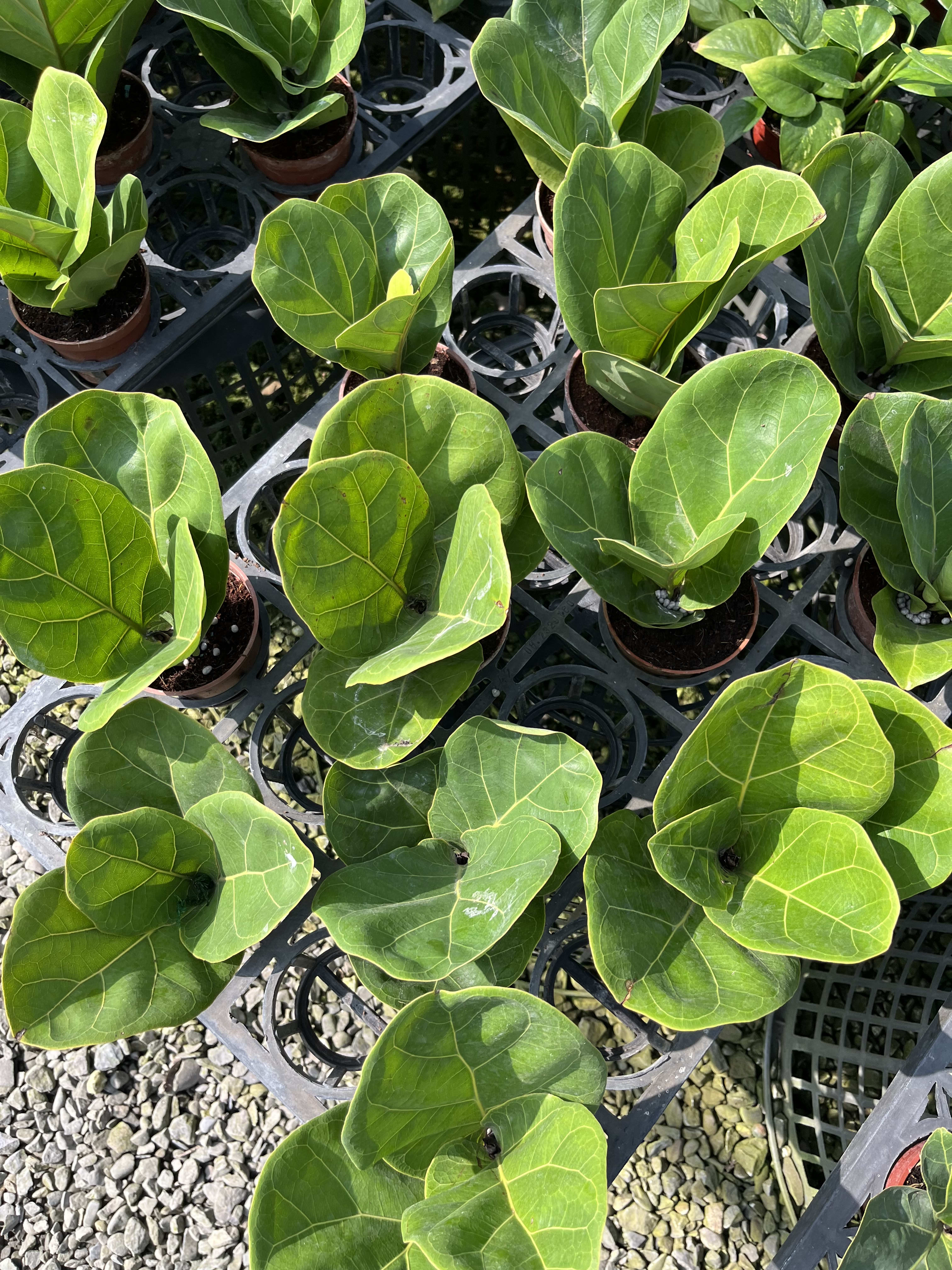 琴葉榕 頂上花藝