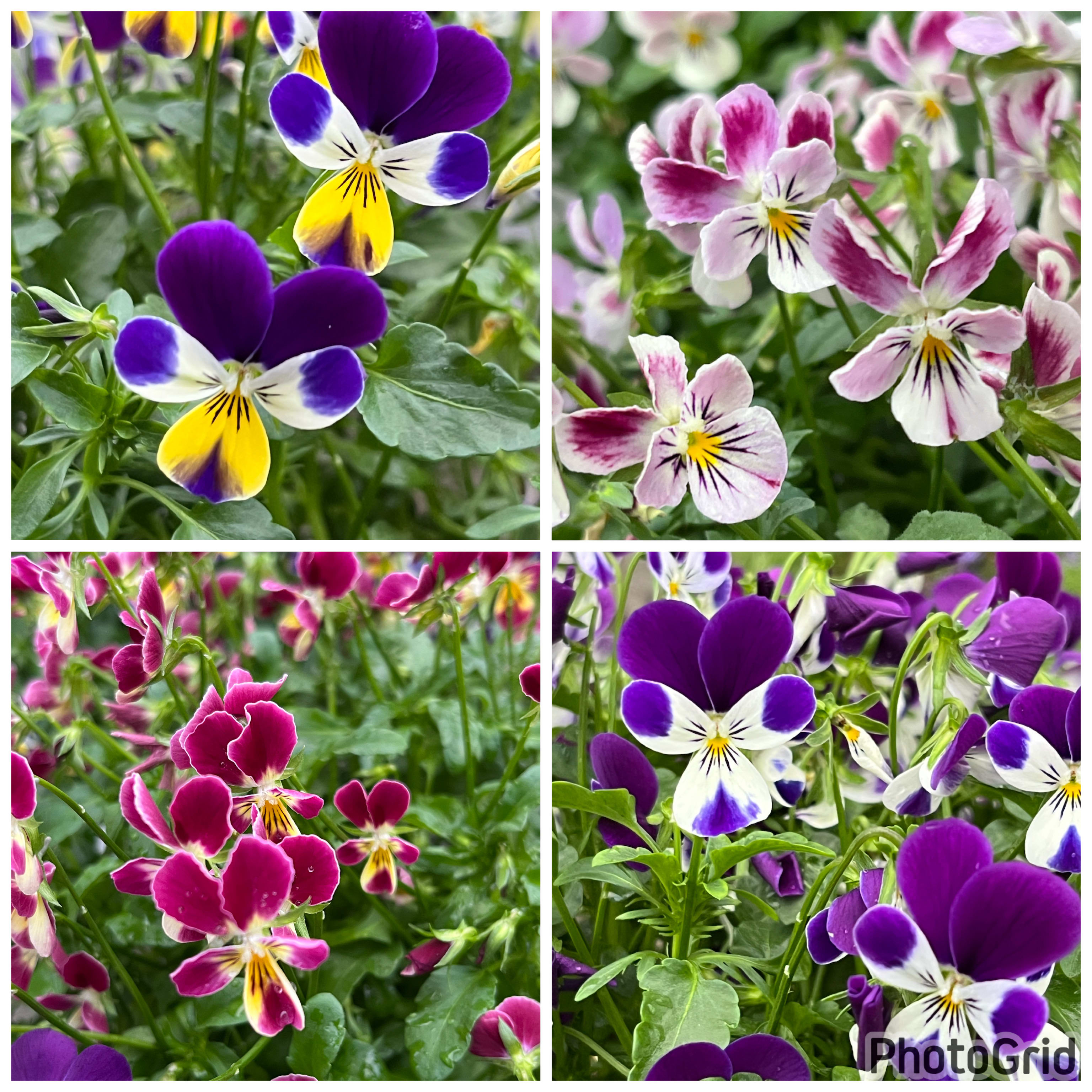 兔耳香蓳草（甜花香） 6吋盆