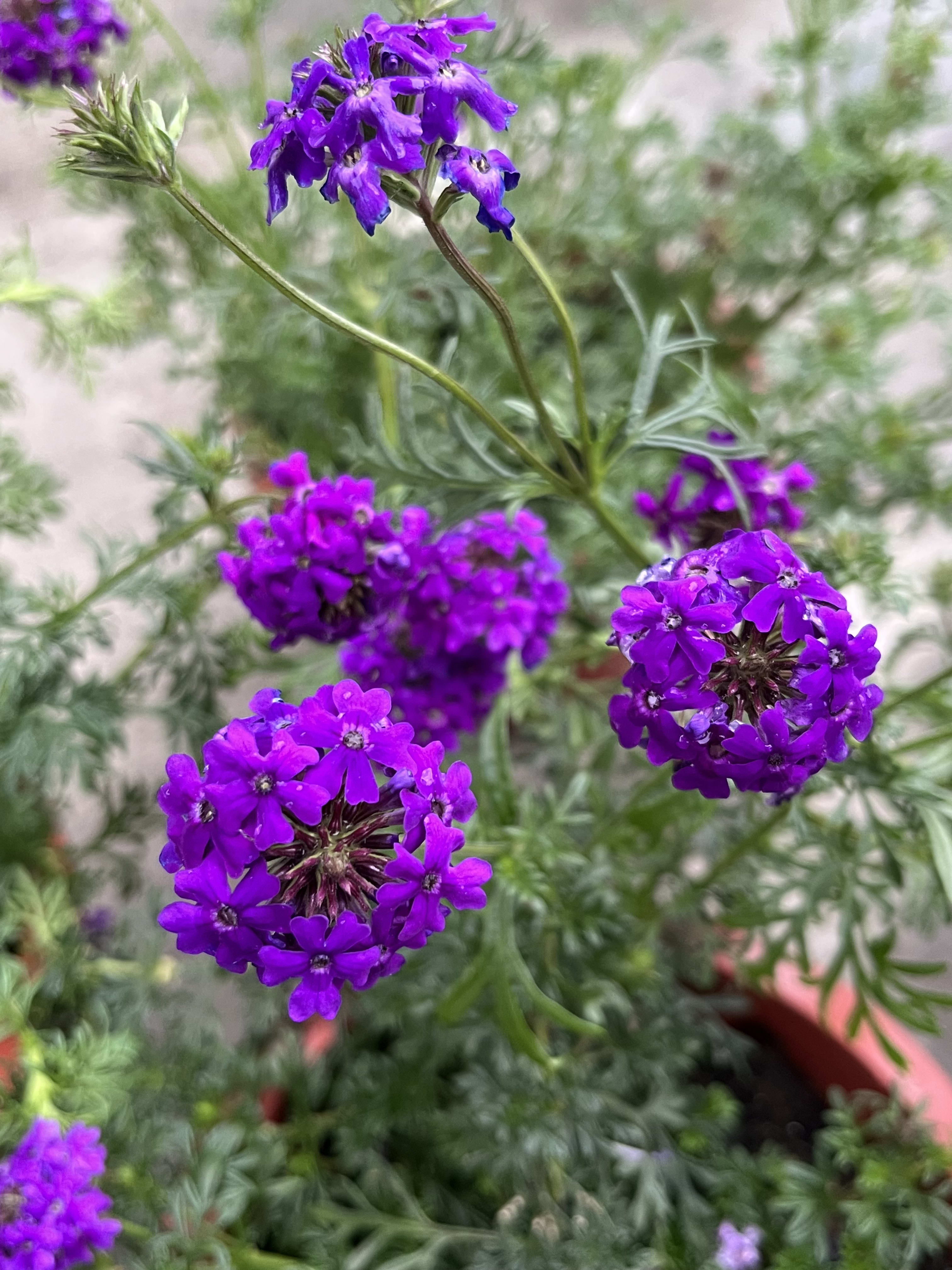 日本細葉美女櫻 頂上花藝