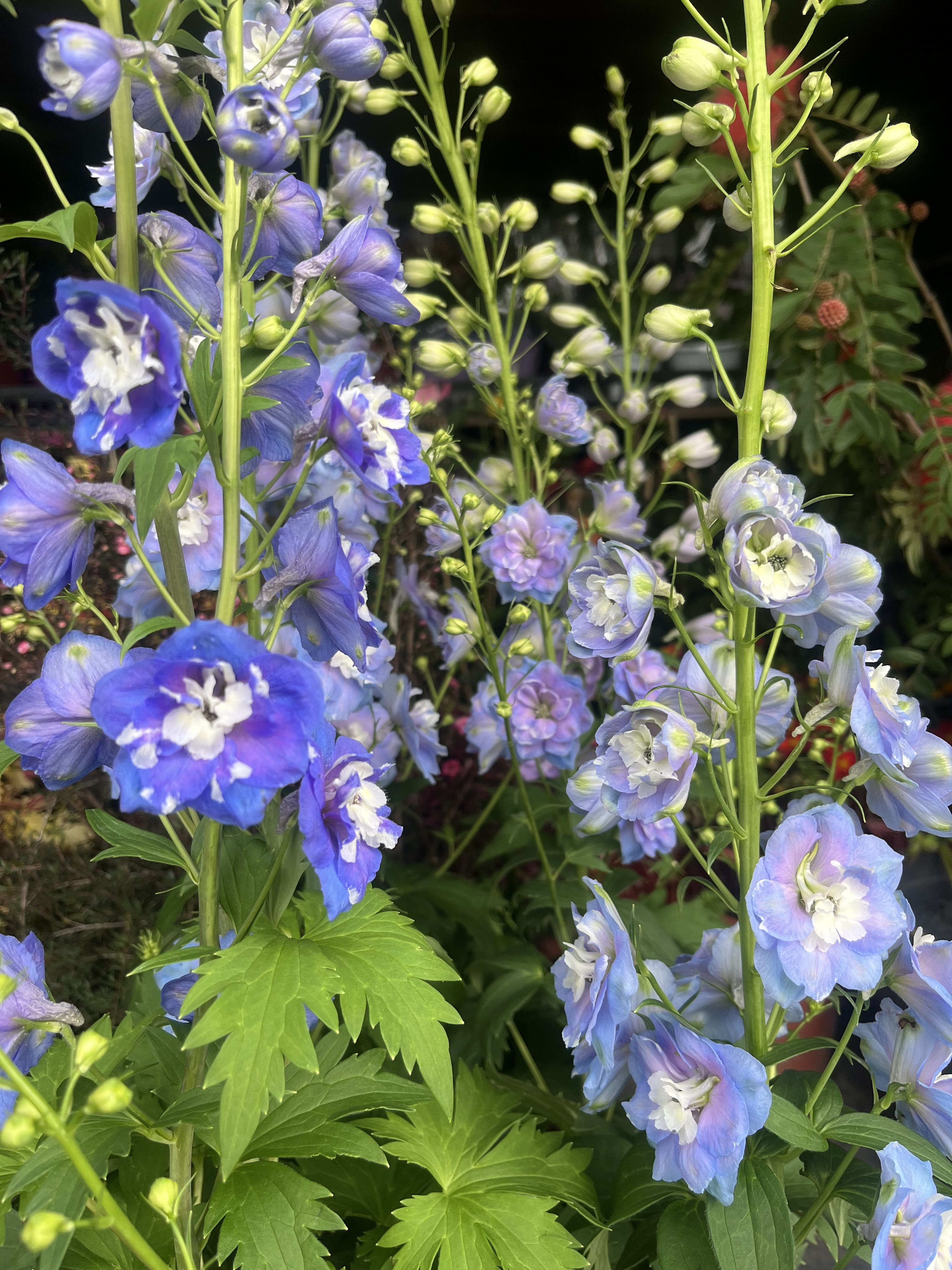 大花飛燕草 頂上花藝