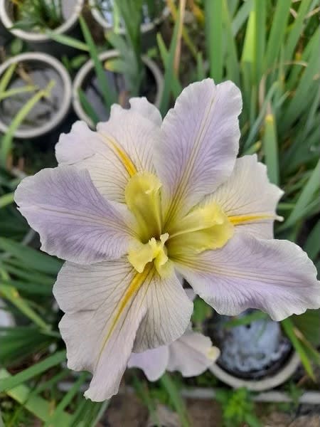 灰姑娘 頂上花藝