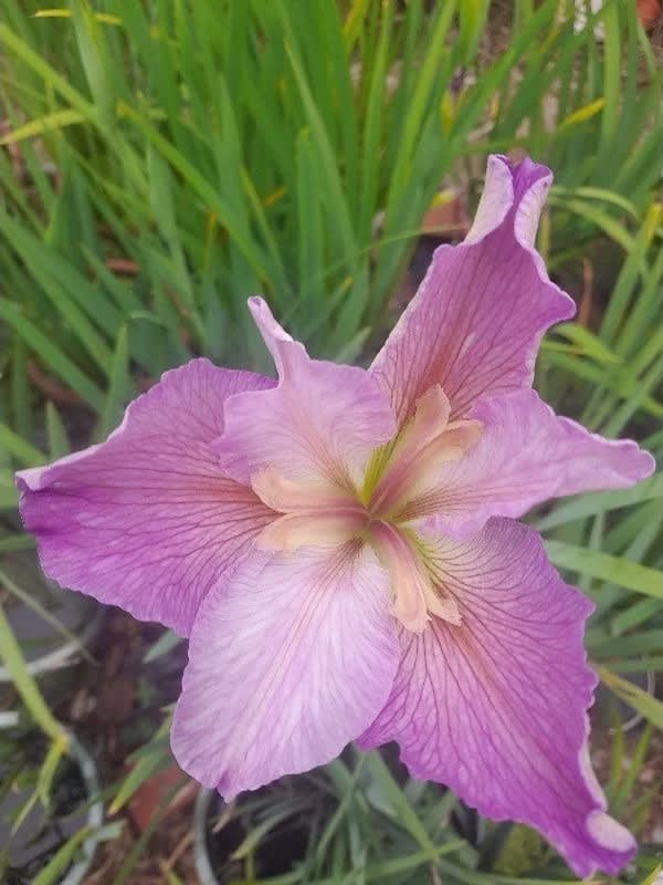 大清王朝 頂上花藝