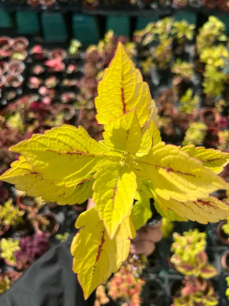 彩葉草編號40 頂上花藝
