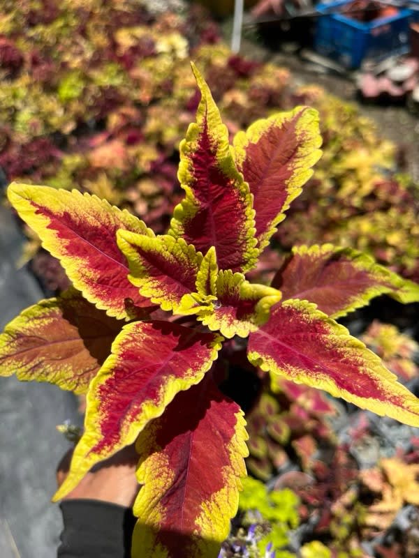 彩葉草編號38 頂上花藝