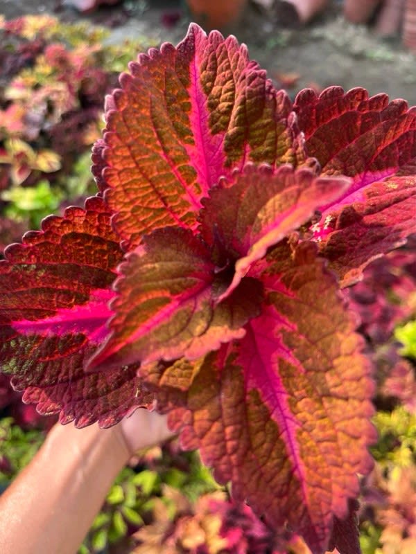 彩葉草編號35 頂上花藝