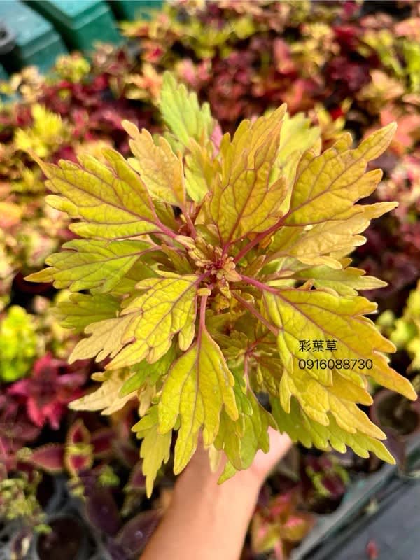 彩葉草編號34 頂上花藝