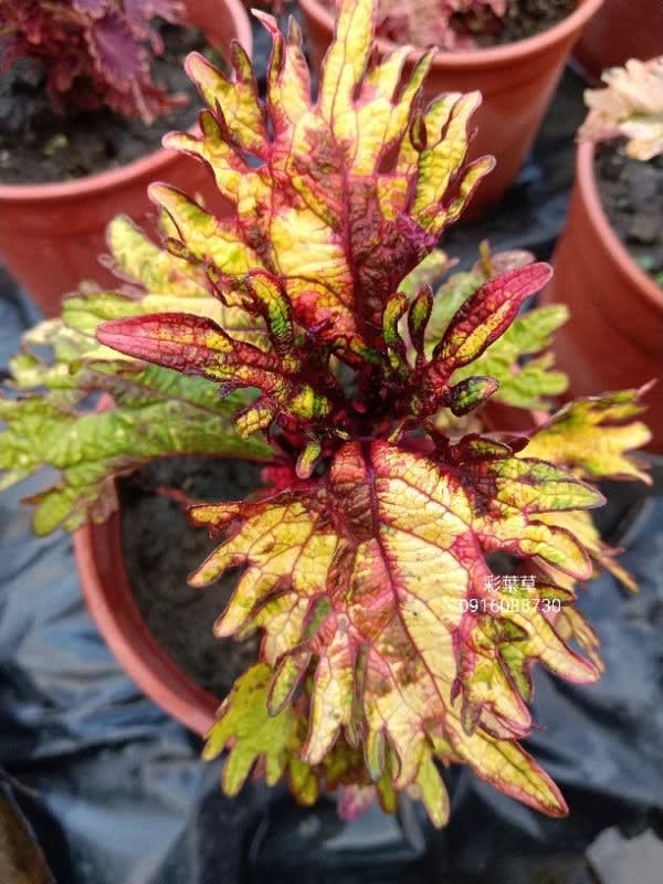 彩葉草編號32 頂上花藝