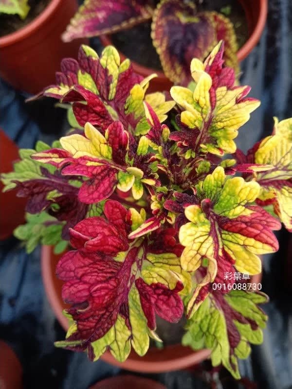 彩葉草編號31 頂上花藝