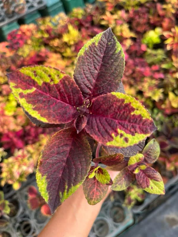 彩葉草編號27 頂上花藝