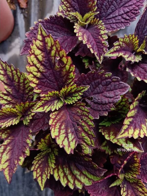 彩葉草編號26 頂上花藝