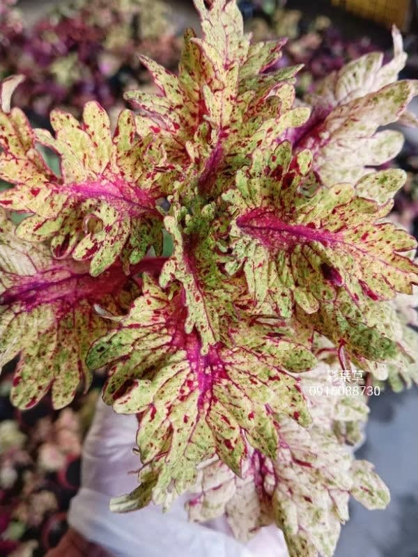 彩葉草編號24 頂上花藝