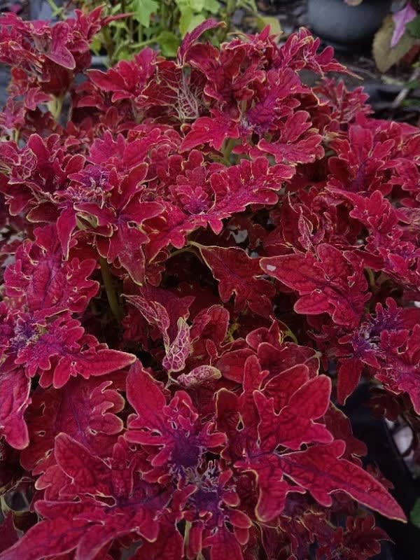 彩葉草編號18 頂上花藝