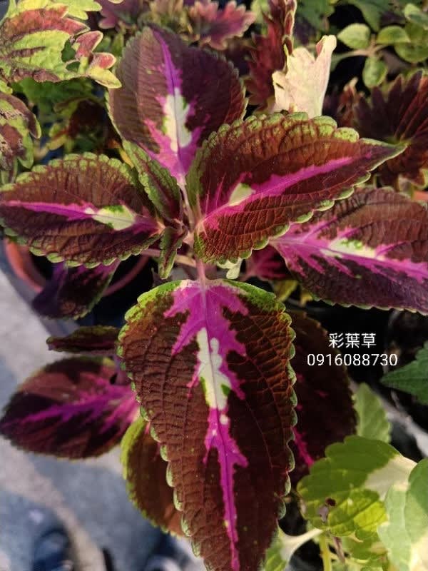 彩葉草編號11 頂上花藝