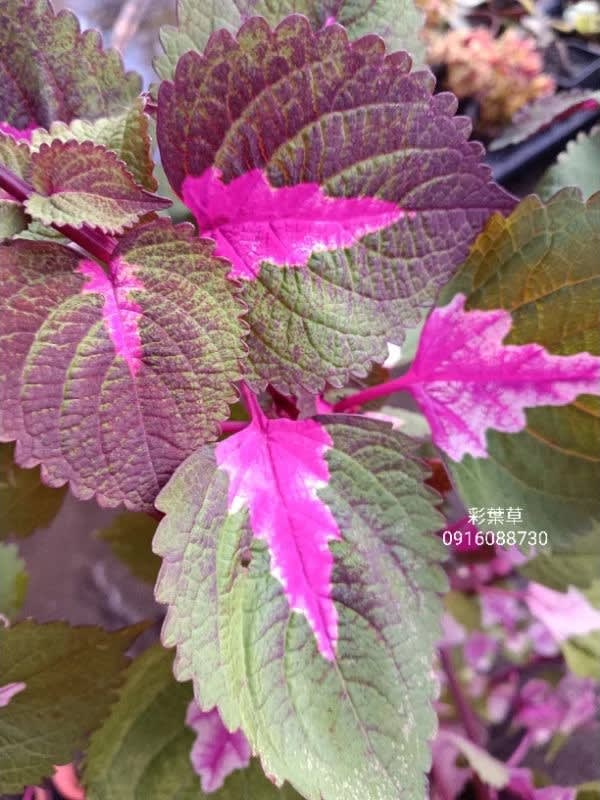 彩葉草編號09 頂上花藝