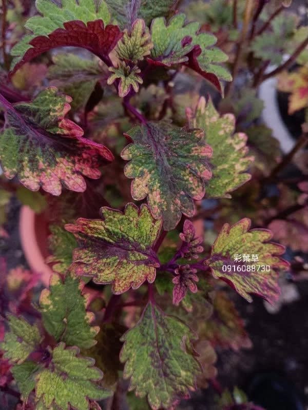 彩葉草編號07 頂上花藝