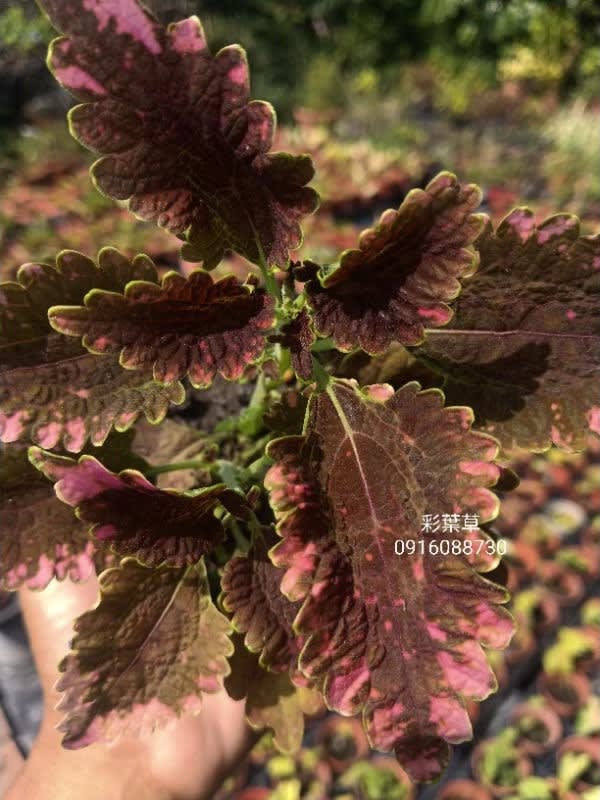 彩葉草編號06 頂上花藝