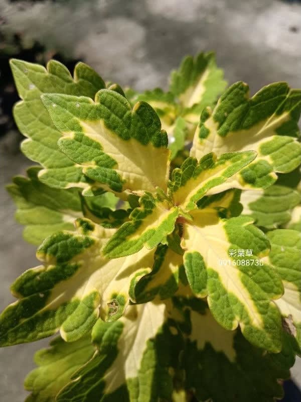 彩葉草編號05 頂上花藝