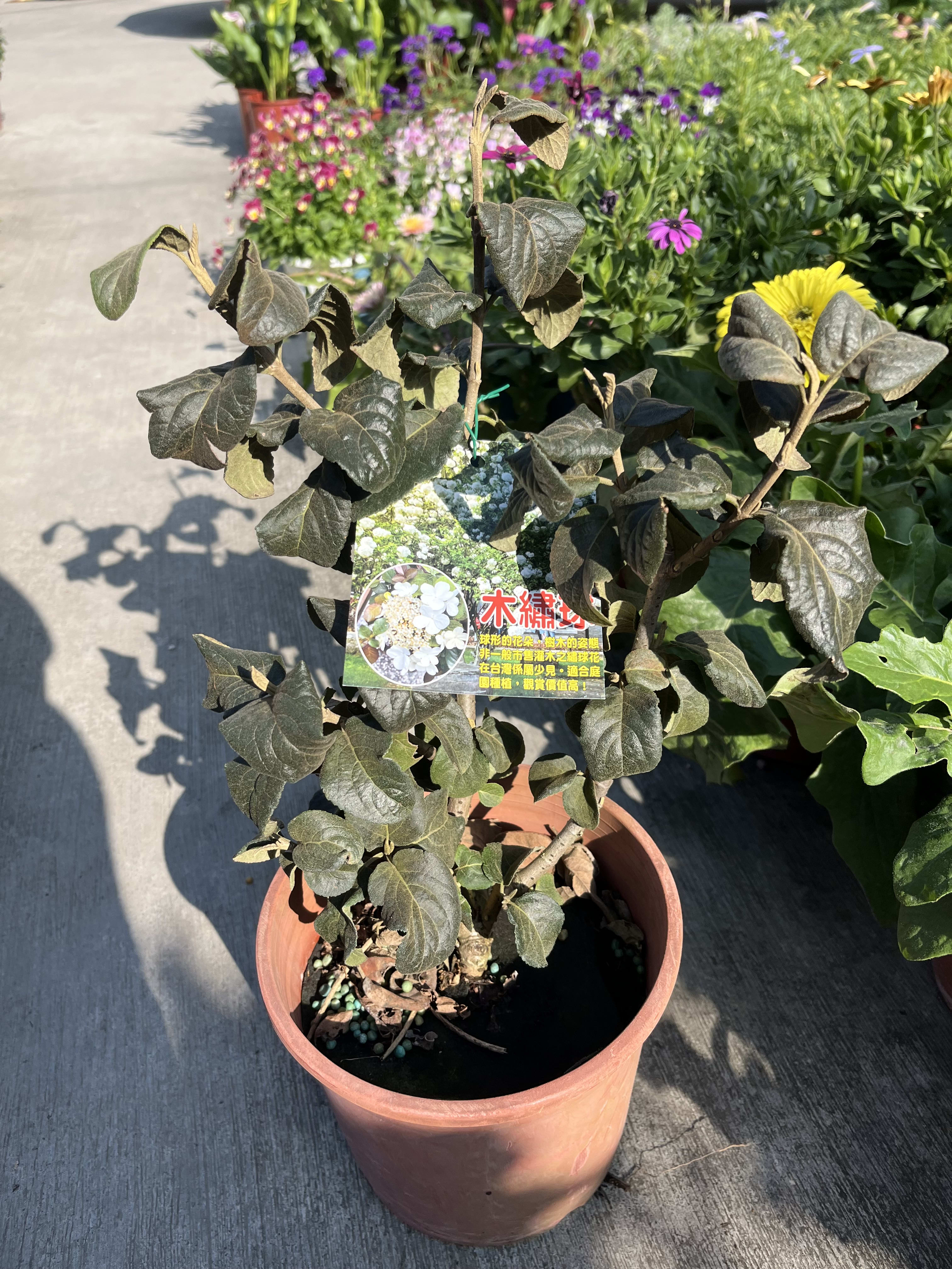 白木繡球 6吋盆