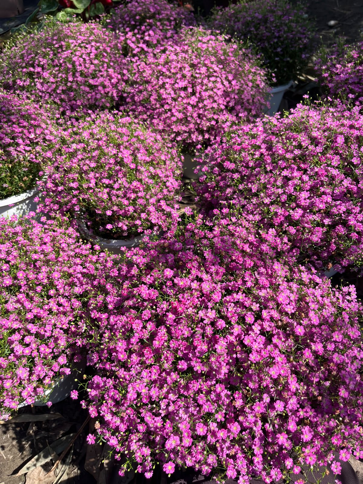 滿天星 頂上花藝