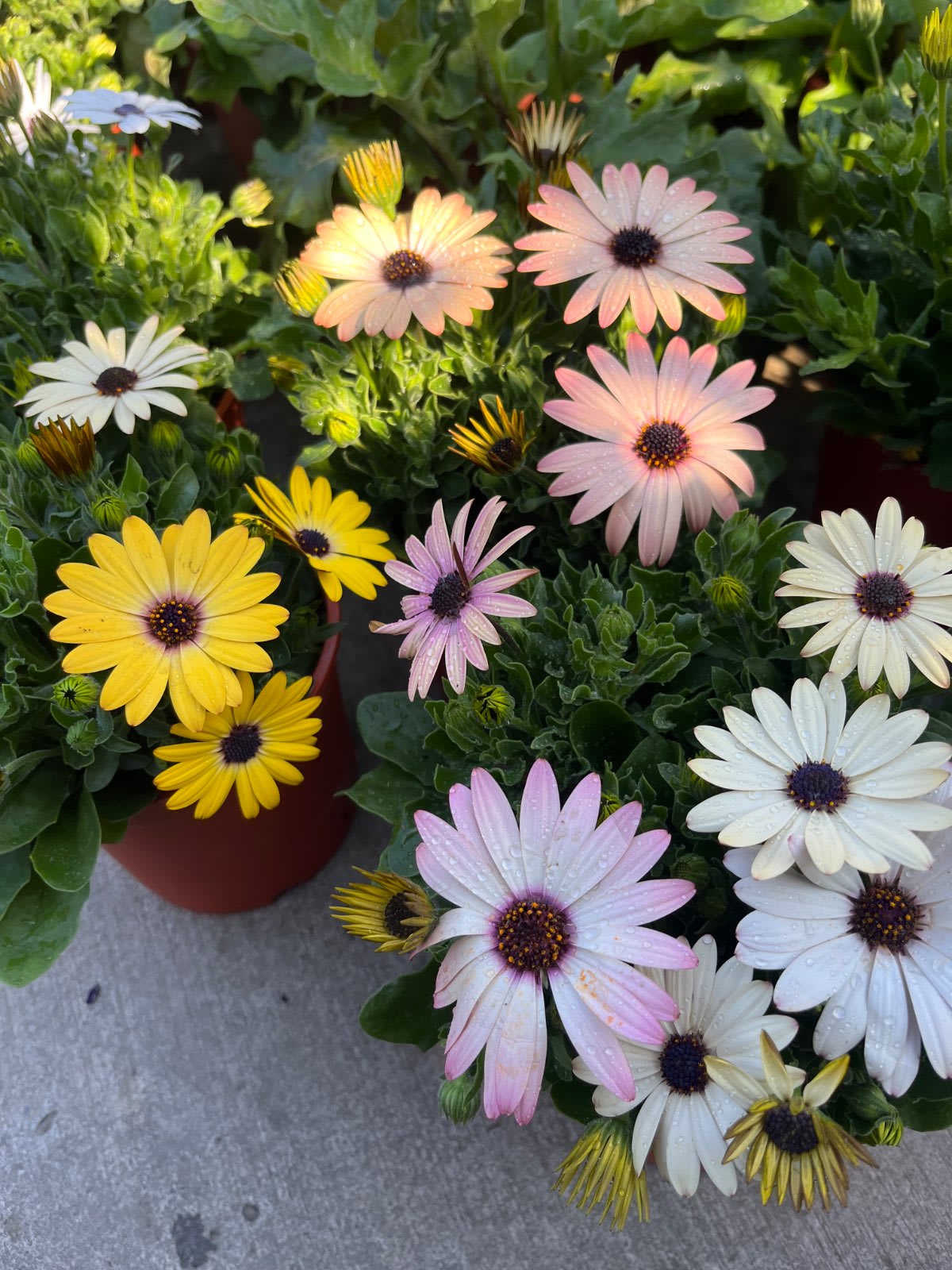 藍眼菊 頂上花藝