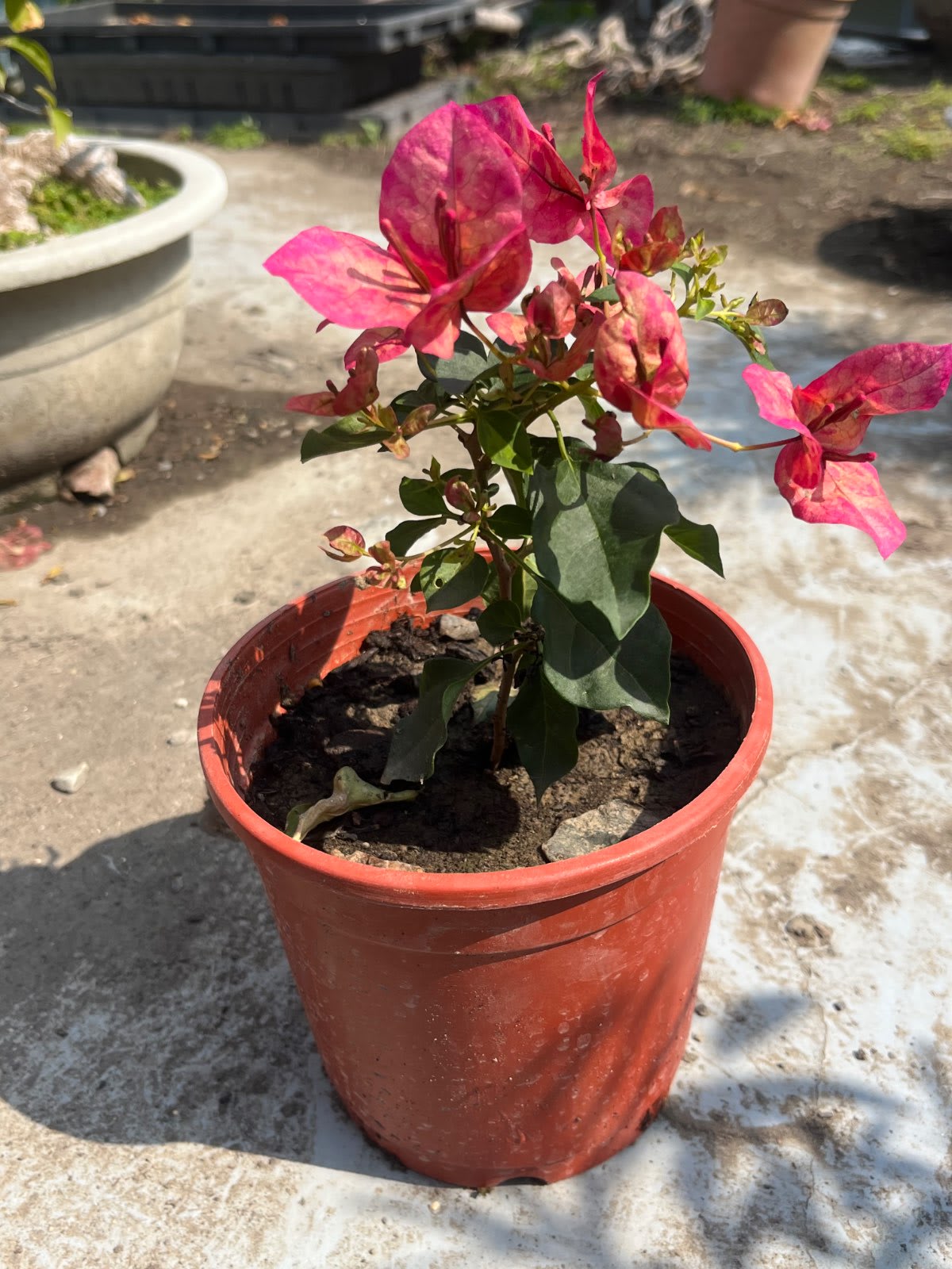 變異索菲亞 5吋盆