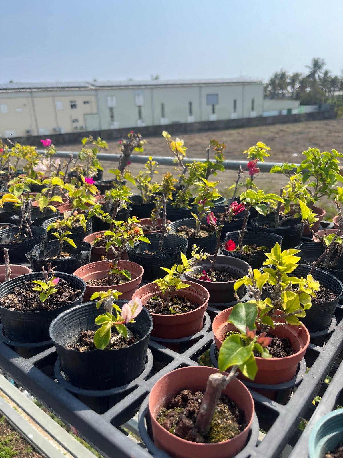 各色九重葛小品 3吋盆