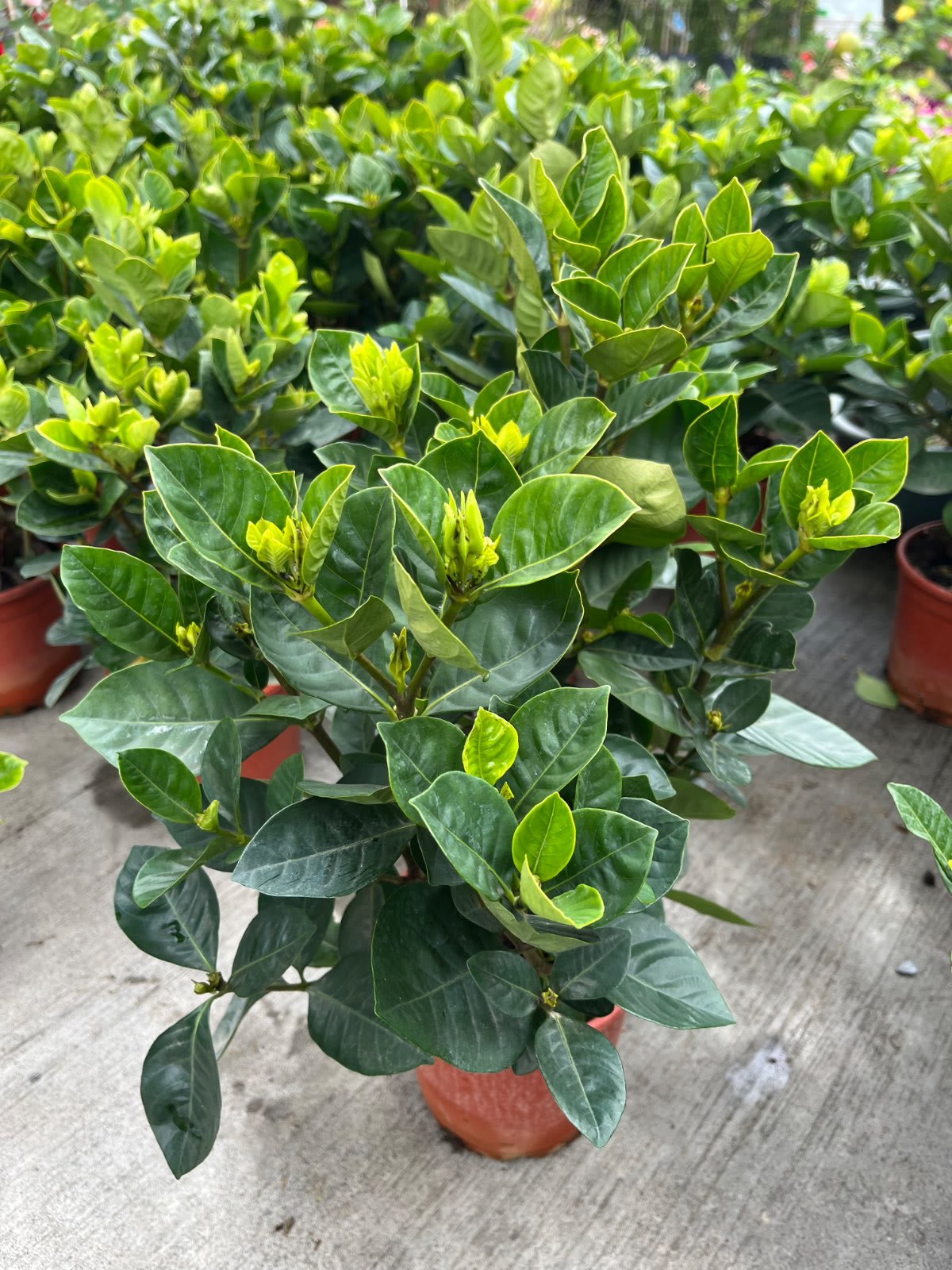 特大朵槴子花 5吋盆