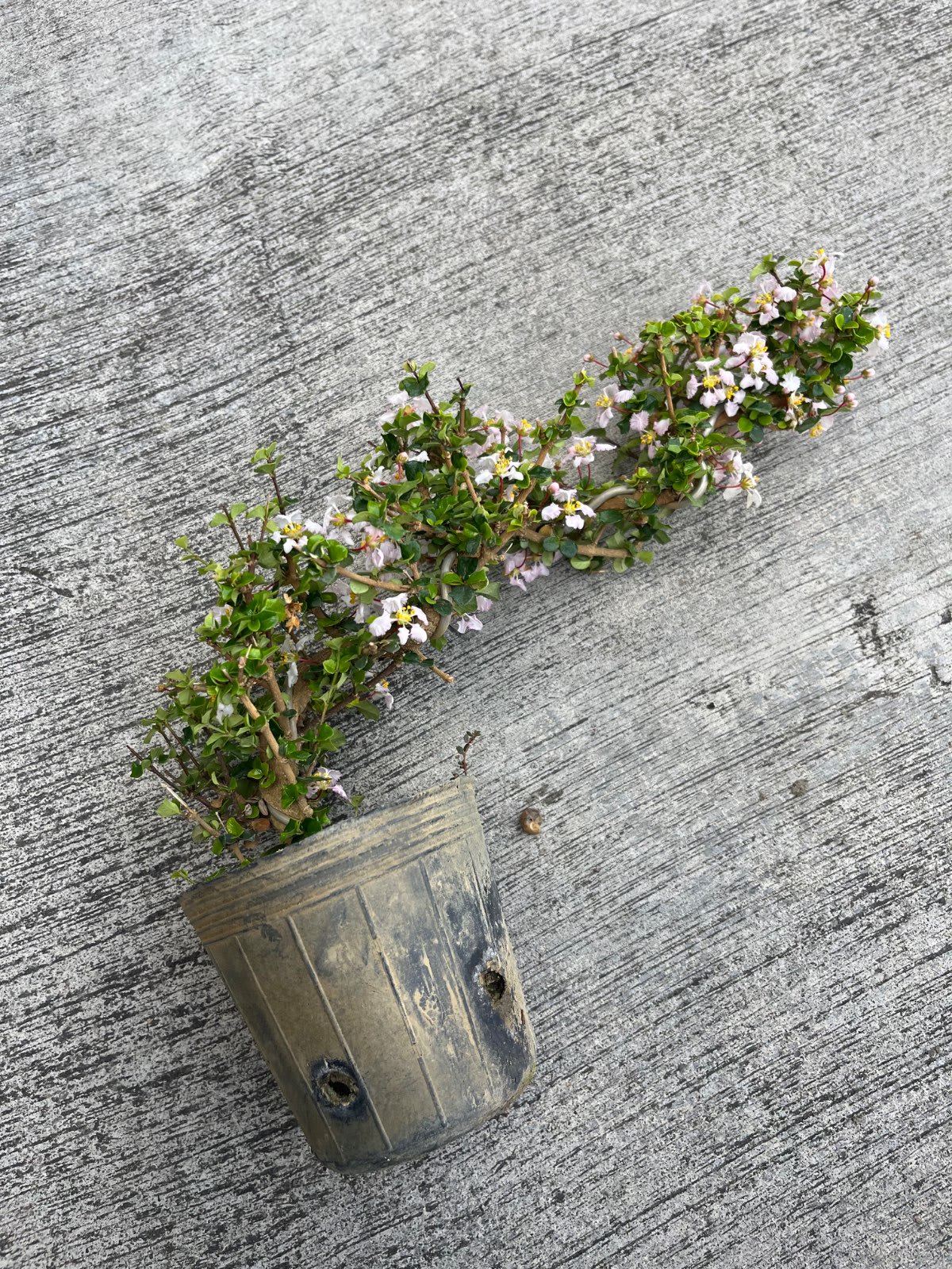 鐵甲櫻桃 4吋盆