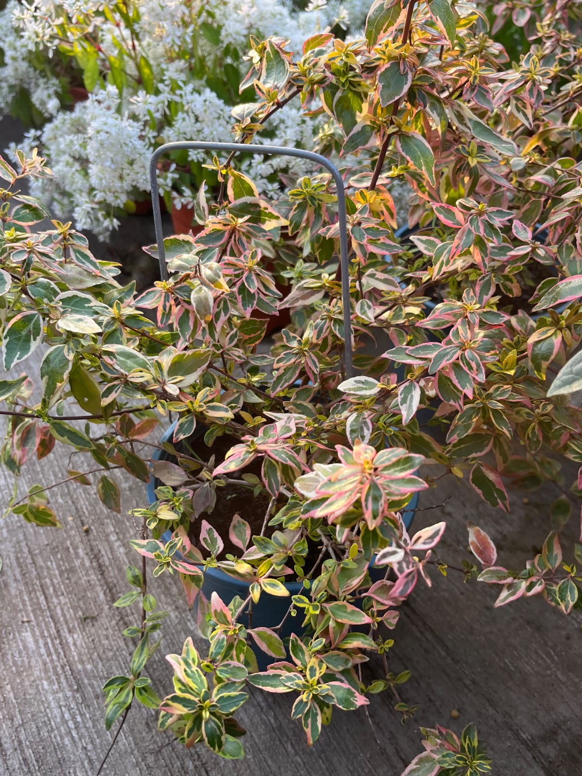 黃金六道木 5吋盆