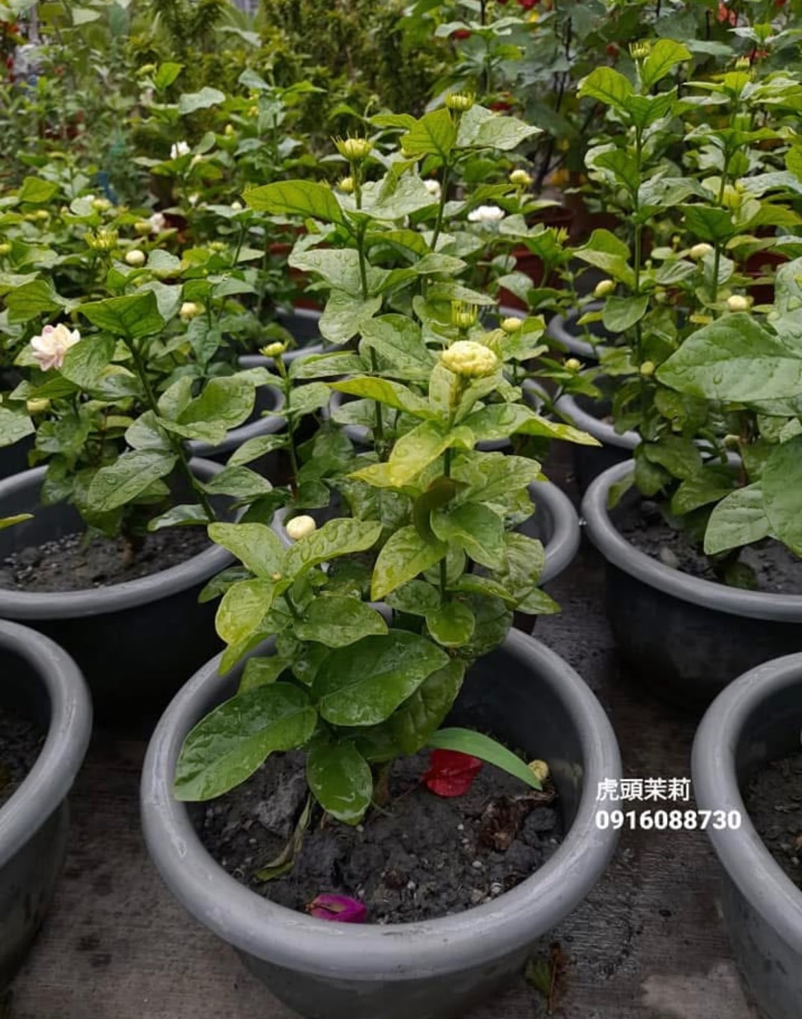 重瓣虎頭茉莉 8吋盆