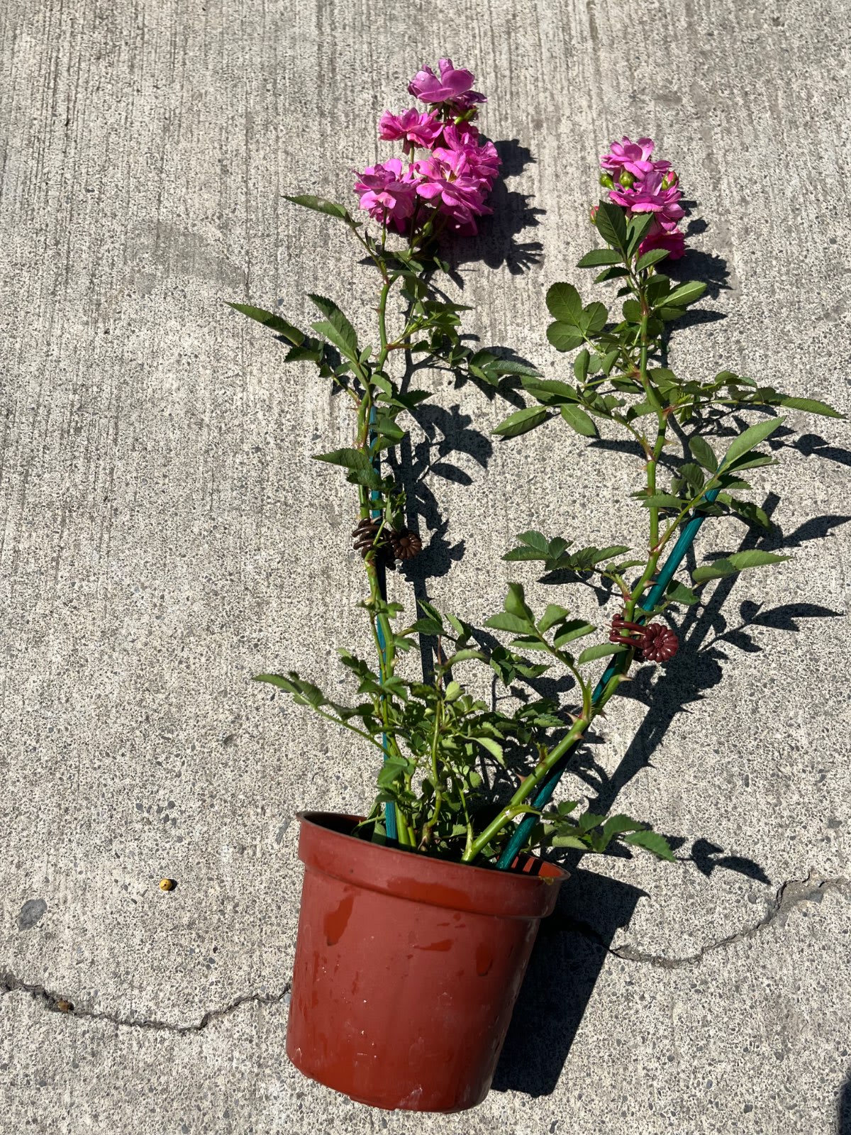 天使薔薇 3吋盆