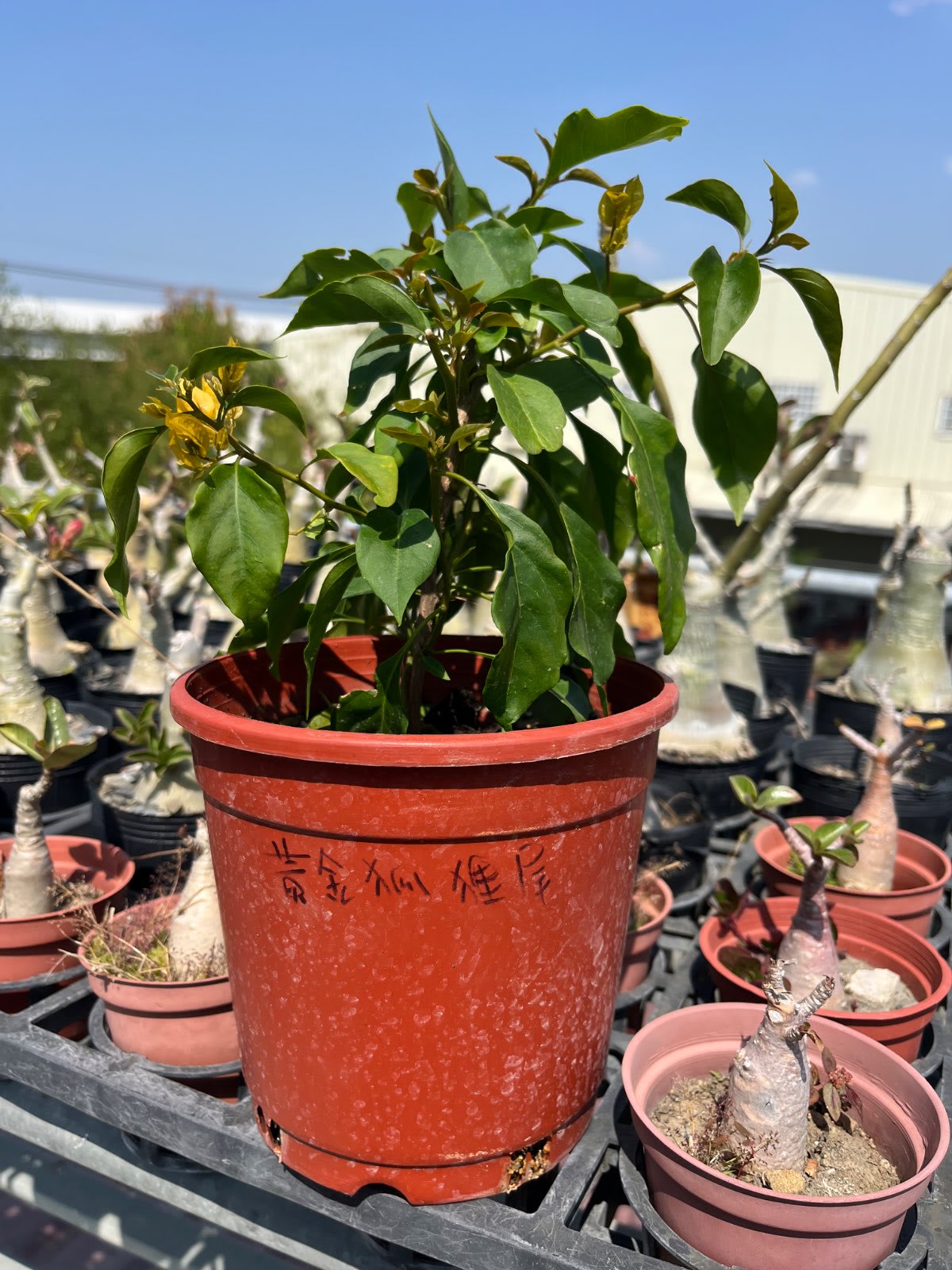 黃金狐狸尾 5吋盆