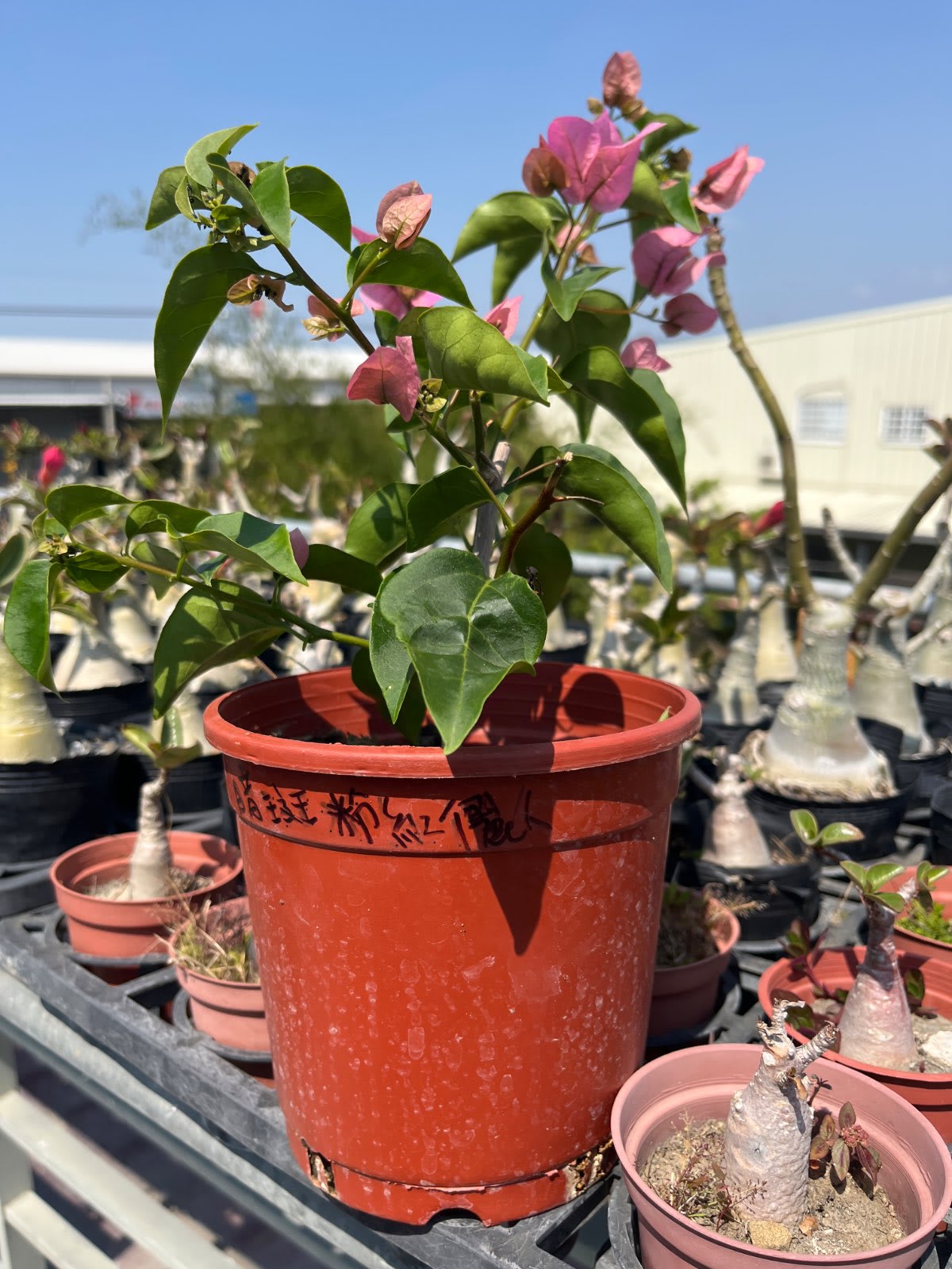 暗斑儷人 5吋盆