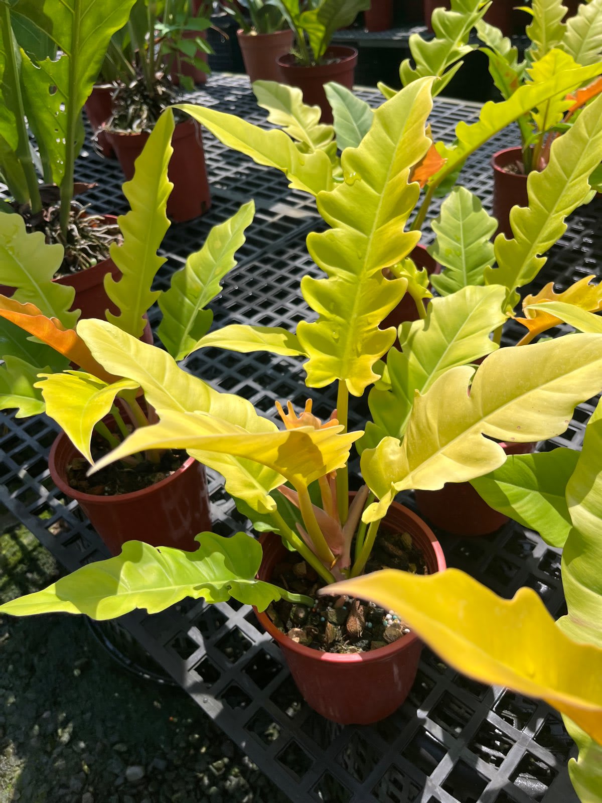 黃金火之戒 蔓綠絨 6吋盆