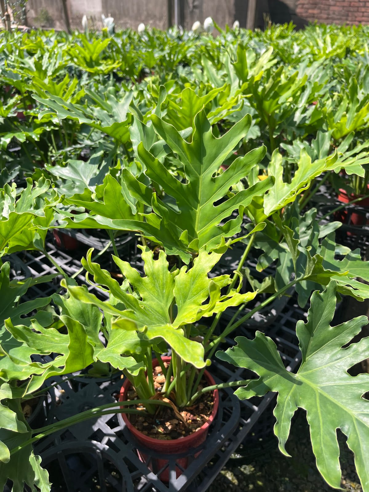 密葉天使 蔓綠絨 6吋盆