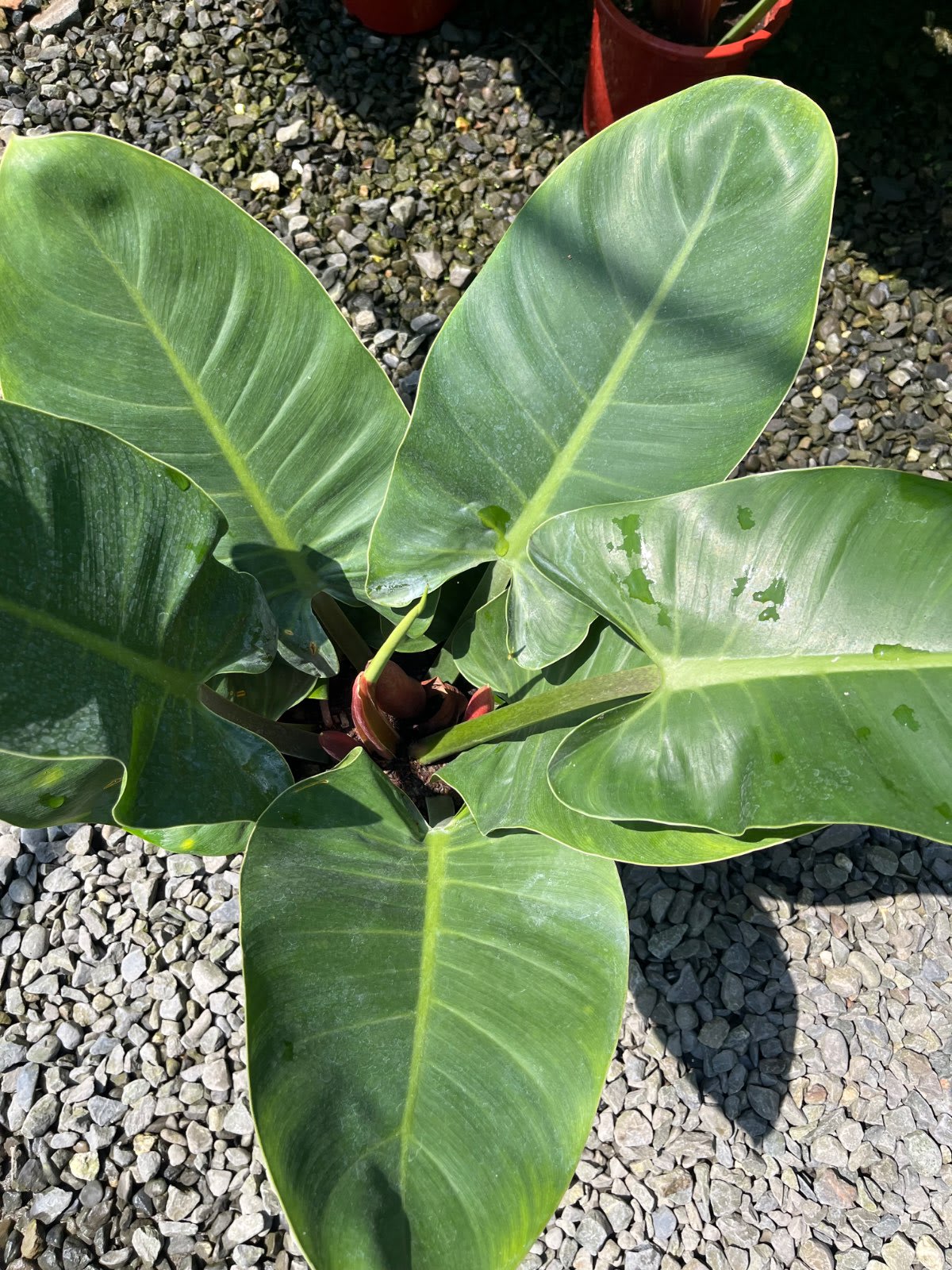 綠帝王 蔓綠絨 6吋盆