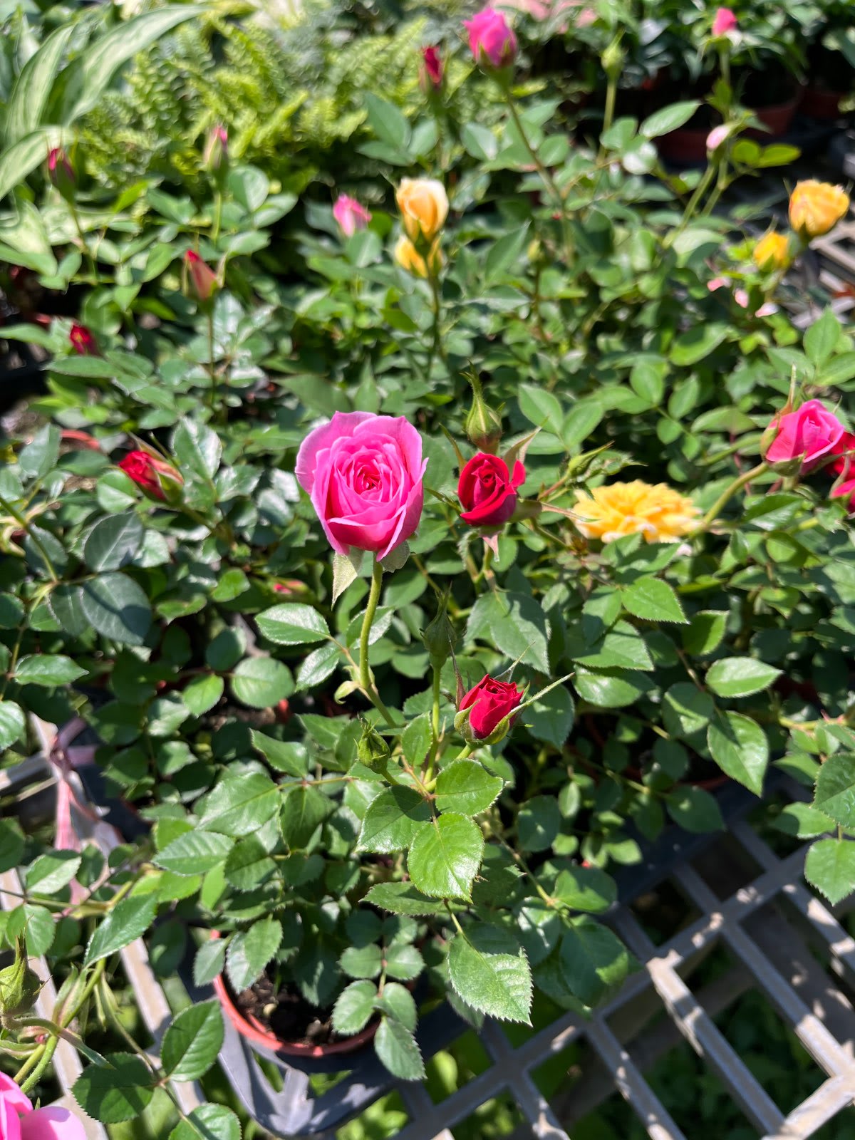 迷你玫瑰 3吋盆