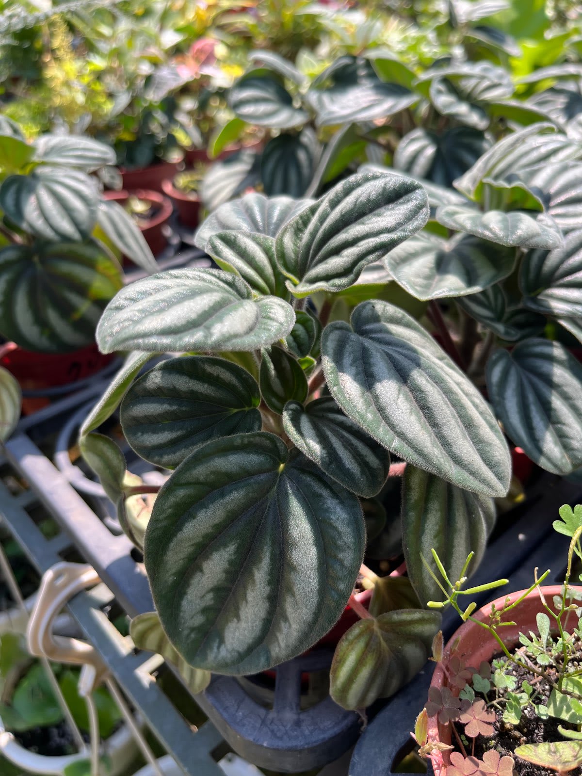 銀河椒草 3寸盆