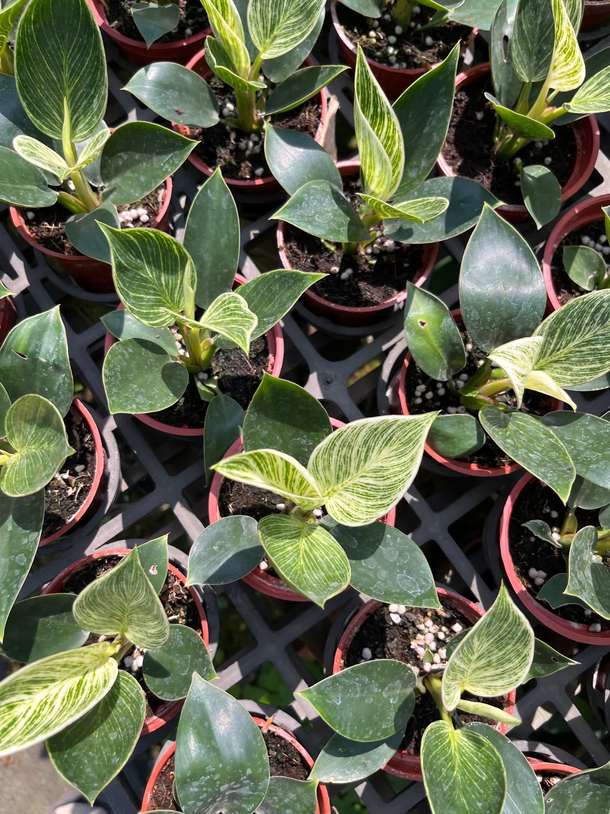 鉑金蔓綠絨 3寸盆