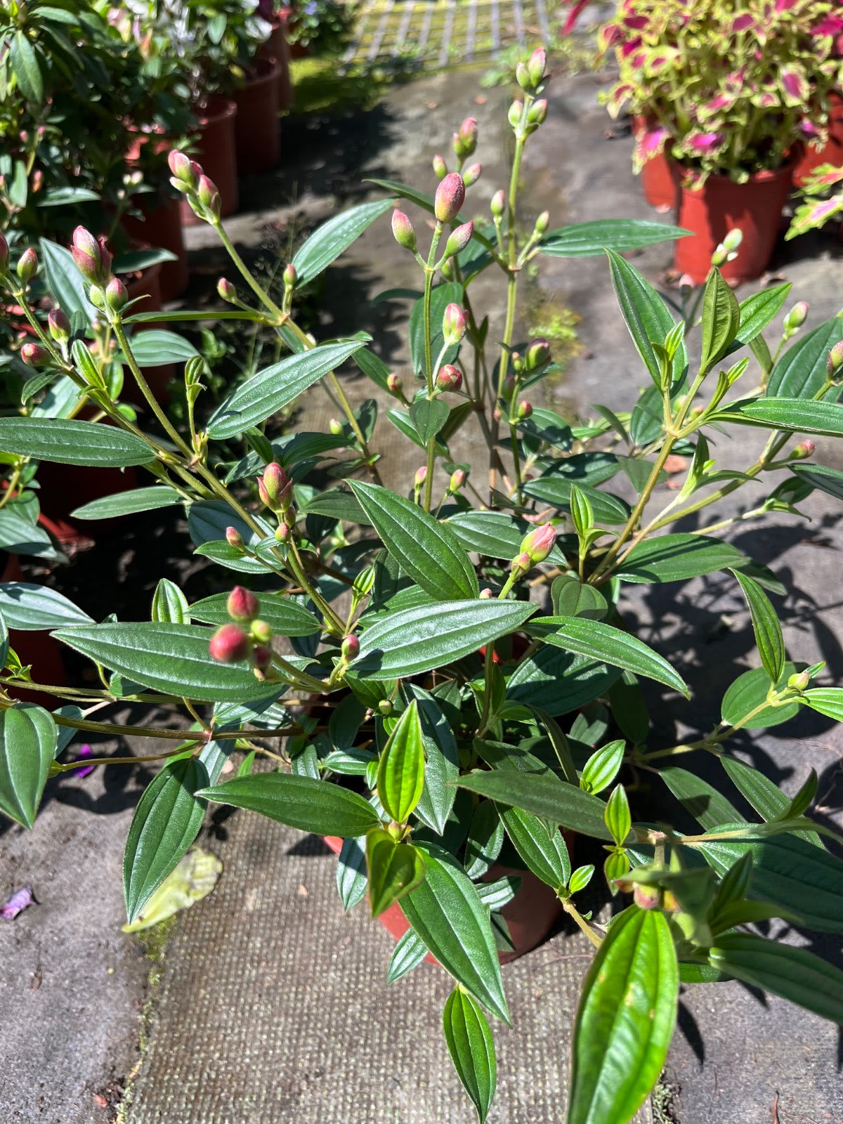 巴西牡丹 5寸盆