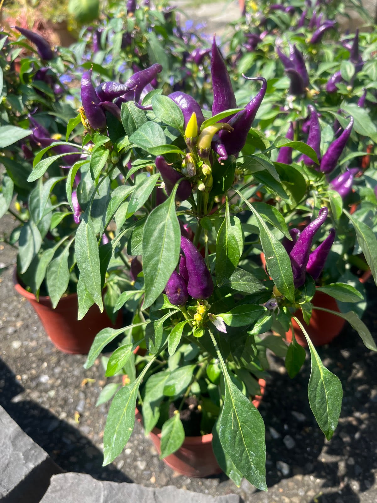 派對辣椒 5寸盆