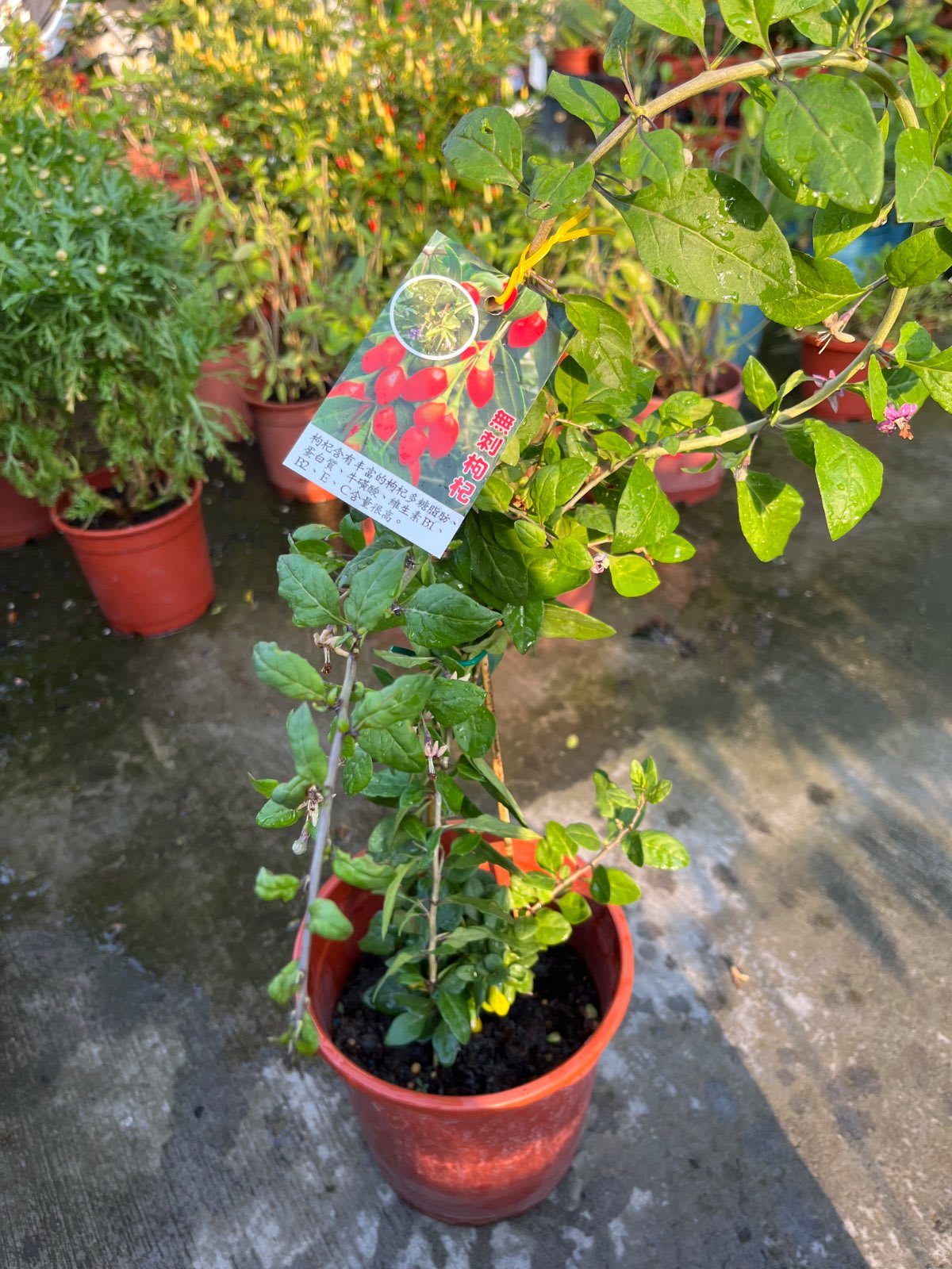 無刺枸杞 5寸盆