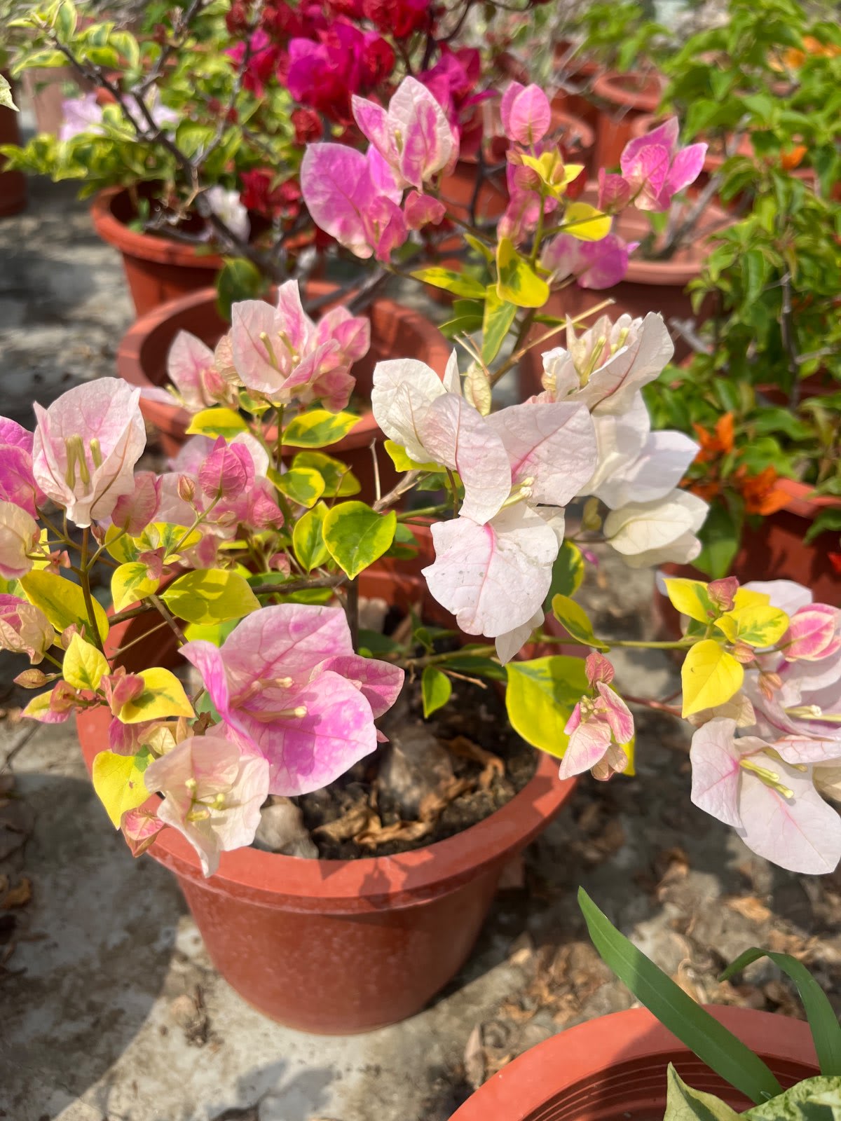 金邊漳州紅櫻 7吋盆