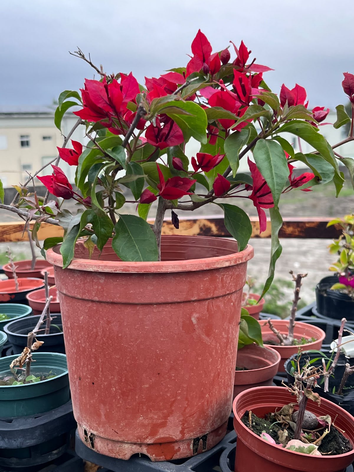 紫紅辣椒 5吋盆