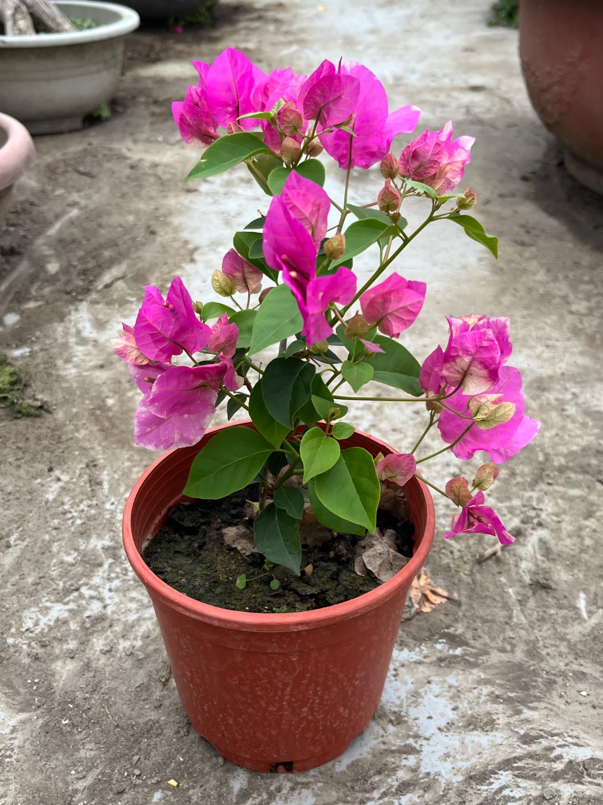 漳州紅櫻 5吋盆