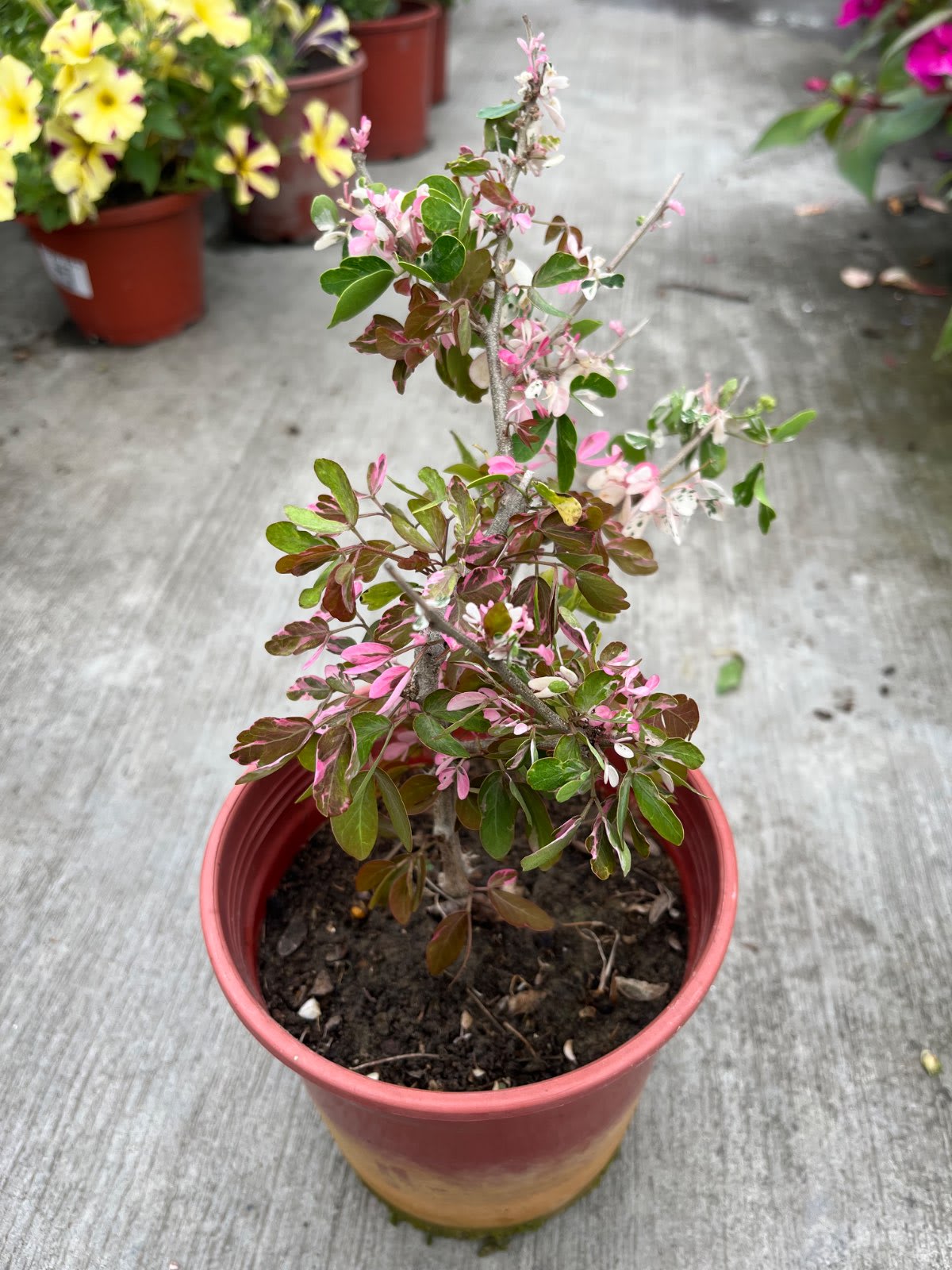 彩斑金龜樹 5吋盆